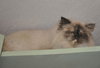 Precious the Pure Bred Himalayan
