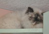 Precious the Pure Bred Himalayan