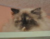 Precious the Pure Bred Himalayan