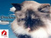 Precious the Pure Bred Himalayan