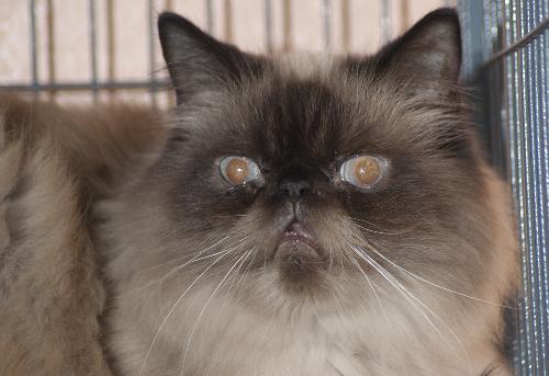 Guppyface the Goofball Purebred Himalayan Boy