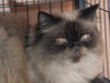 Guppyface the Goofball Purebred Himalayan Boy
