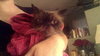 Guppyface the Goofball Purebred Himalayan Boy