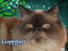 Guppyface the Goofball Purebred Himalayan Boy