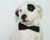 Albie the Laid Back Bulldog