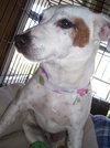 Jessup the Jack Russell