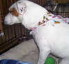 Jessup the Jack Russell