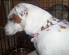 Jessup the Jack Russell