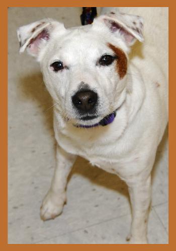 Jessup the Jack Russell