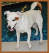 Jessup the Jack Russell