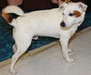 Jessup the Jack Russell