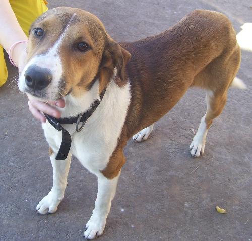 Dixon