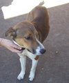 Dixon