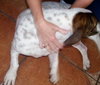 Archie the Bassett Bulldog