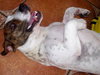 Archie the Bassett Bulldog