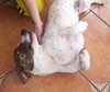 Archie the Bassett Bulldog
