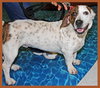 Archie the Bassett Bulldog
