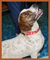 Archie the Bassett Bulldog