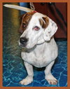 Archie the Bassett Bulldog