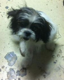 Fiji the Shih Tzu Puppy