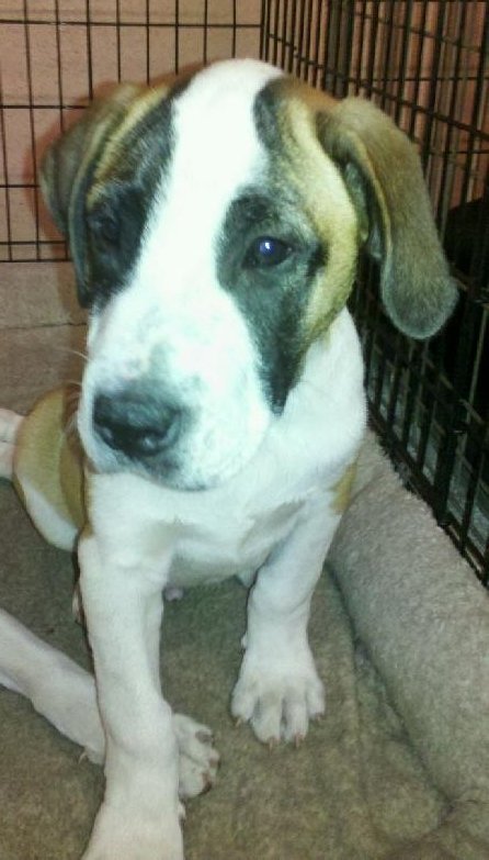 Andrew the St. Bernard Mix Puppy's Web Page