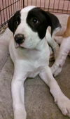 Diane the Hound Puppy