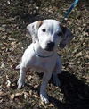 Wiggles the Wiggly Jack-Hound Puppy