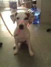 Wiggles the Wiggly Jack-Hound Puppy