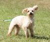 Elana the White Yorkie