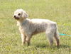 Elana the White Yorkie