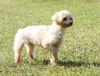 Elana the White Yorkie