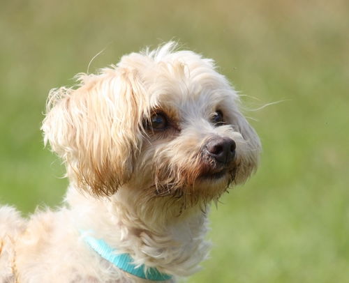 Elana the White Yorkie