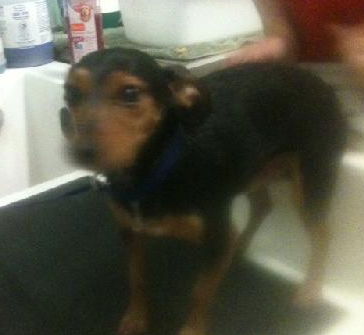 Min pin best sale shih tzu mix