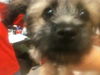 Tatters the Shih Tzu Puppy