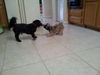 Tatters the Shih Tzu Puppy