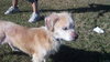 Fritz the Senior Pekingese Mix