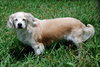 Fritz the Senior Pekingese Mix
