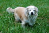 Fritz the Senior Pekingese Mix