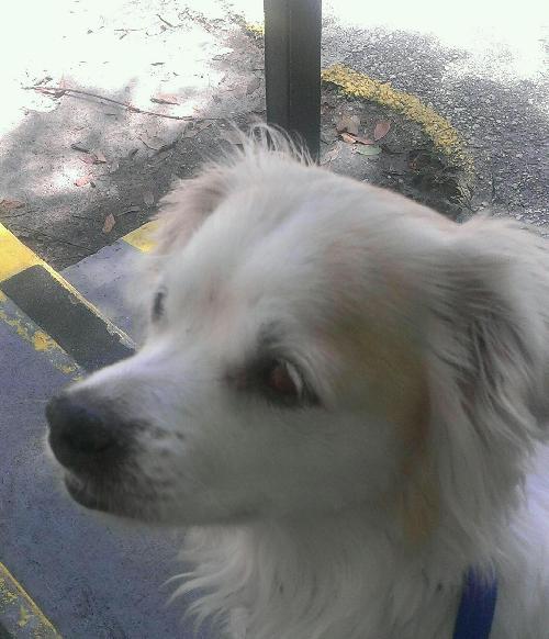 Fritz the Senior Pekingese Mix