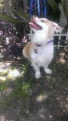 Fritz the Senior Pekingese Mix