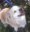 Fritz the Senior Pekingese Mix