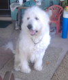 Clifford the Great Pyrenees