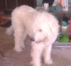 Clifford the Great Pyrenees