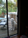 Clifford the Great Pyrenees