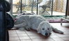 Clifford the Great Pyrenees
