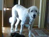 Clifford the Great Pyrenees