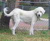 Clifford the Great Pyrenees