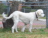 Clifford the Great Pyrenees