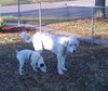 Clifford the Great Pyrenees
