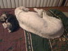 Clifford the Great Pyrenees